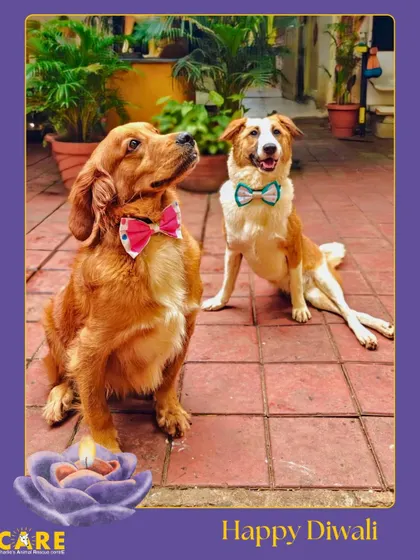 Two of our residents posing beautifully for their Diwali portrait. They are a reminder of the friendships that form at our shelter.