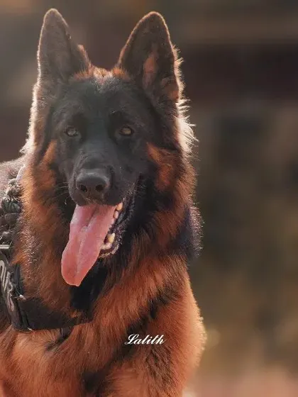 A classic portrait of Thor, a long-haired German Shepherd. His attentive gaze is directed right at the camera, showcasing the intelligence and loyalty this breed is known for.