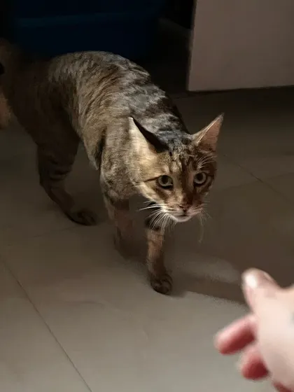 A hesitant sniff is the first step to friendship. I'm always patient and let the cats come to me when they're ready.