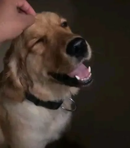 That happy, relaxed face says it all. Loki absolutely melts when you give him affection and head scratches. He is a very loving boy who thrives on human connection and is looking for a family to shower with his sweet nature.