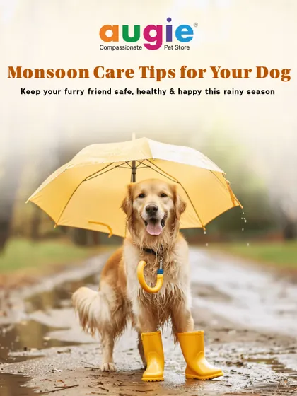Monsoon season means extra care for your pup. This is my guide to keeping your furry friend safe, healthy, and happy during the rainy season.