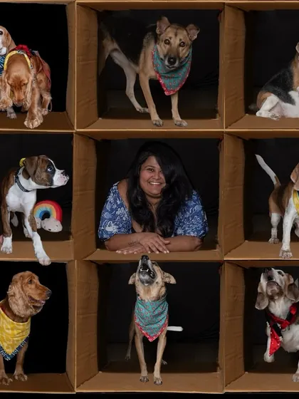 Another fantastic group shot from the "in the box" session, showcasing the dogs' individual personalities.