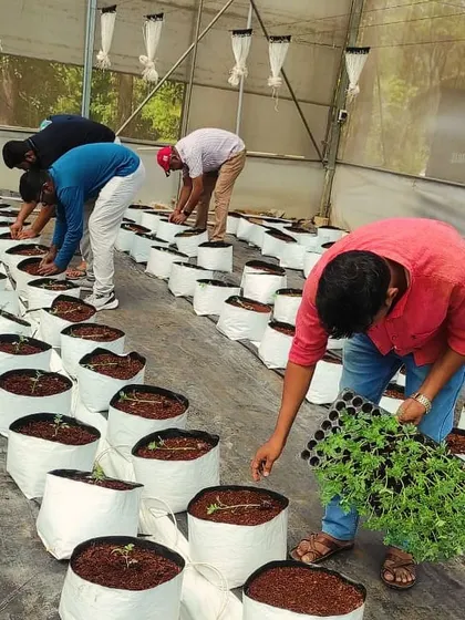 A volunteer carefully transplants seedlings from a tray into grow bags. This hands on work is the best way to understand the planting process in a hydroponic system.