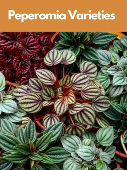 Peperomia plants are another favorite for terrariums. They are compact, come in many beautiful textures and patterns, and are very easy to care for in a closed, humid environment.