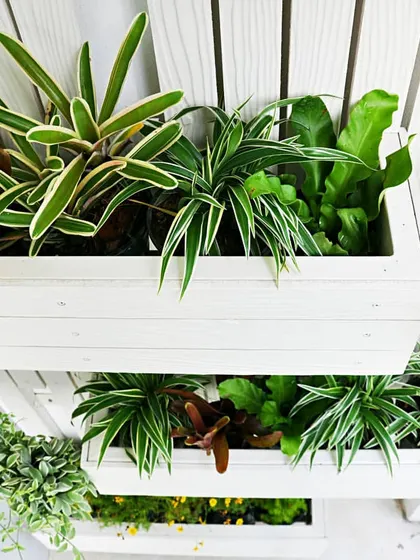 Our indoor green walls are built with modular systems that allow for creative designs and easy maintenance. This close-up shows how different plant varieties can be arranged in planters to create a full, textured living wall.