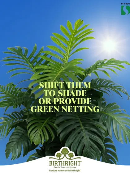 Summer care tip: The intense sun can scorch delicate leaves. I advise shifting plants to shadier spots or using green netting to protect them from the harsh heat.