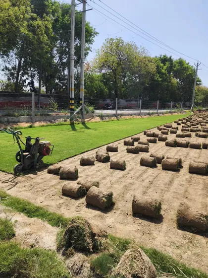 The edge of a freshly cut section of our turf farm. This shows the clean lines our harvesting process creates.