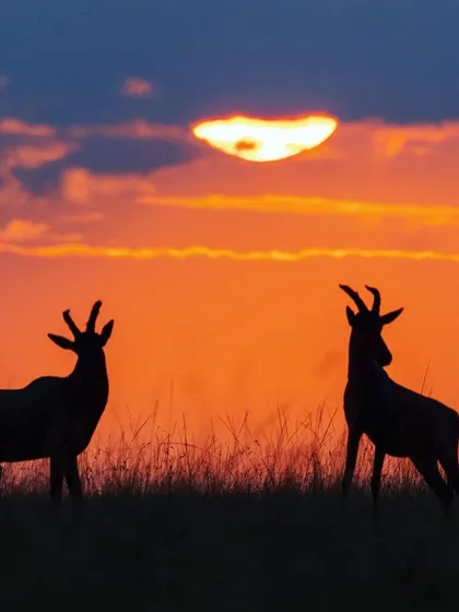 Two Topi pause their dominance fight, perfectly silhouetted against a fiery Masai Mara sunset. Being ready for these fleeting moments is key to capturing unique and beautiful images.
