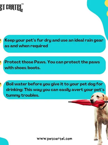 A duplicate image highlighting essential monsoon safety tips for pet parents.