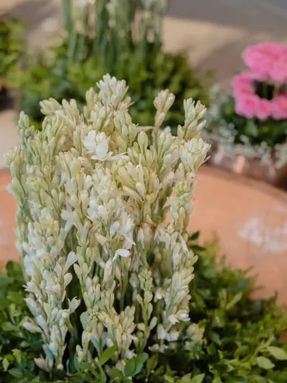 A simple yet elegant arrangement of white tuberoses. I use fragrant flowers like these to engage all the senses and create a welcoming atmosphere.