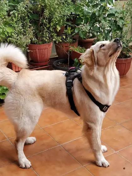 This is Simba, a beautiful and gentle female retriever, looking so majestic on our patio. She loves to look up at the trees and watch the birds.