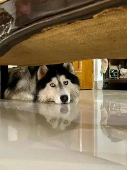 This dramatic Husky is giving his best "sad" face. I'm fluent in doggy drama and know how to turn those frowns upside down with some playtime or a good cuddle.