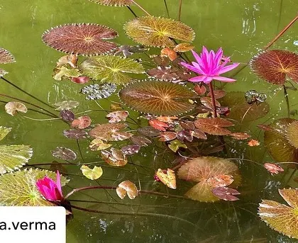 The diverse colors of lily pads and lotus flowers in our pond, as seen through the lens of a guest enjoying their second day with us.