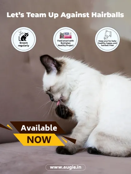 Let's team up against hairballs! By grooming regularly and feeding smart with a diet like Nutriplan Healthy Project, you can keep your fur baby healthy, happy, and hairball-free.