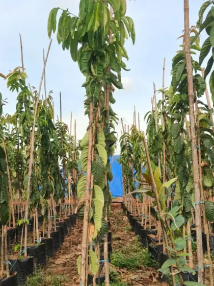 I stock a variety of big trees, from 8 to 12 feet in height, including this Kadamba tree.
