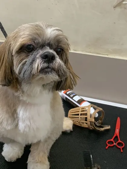 A slightly different angle of this freshly groomed Shih Tzu, showing off its neat and tidy new look.