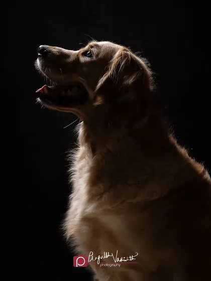 A Golden Retriever bathed in a soft, directional light. This technique, known as rim lighting, is perfect for highlighting the texture of a pet's fur and creating a three-dimensional feel.