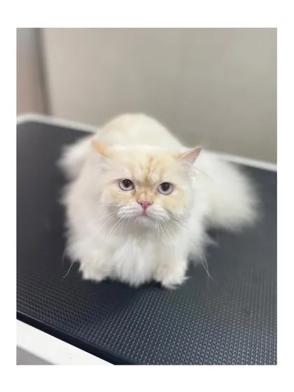 A beautiful Himalayan flame point cat after a grooming session. Their unique coloring is even more striking when their coat is clean and well-maintained.