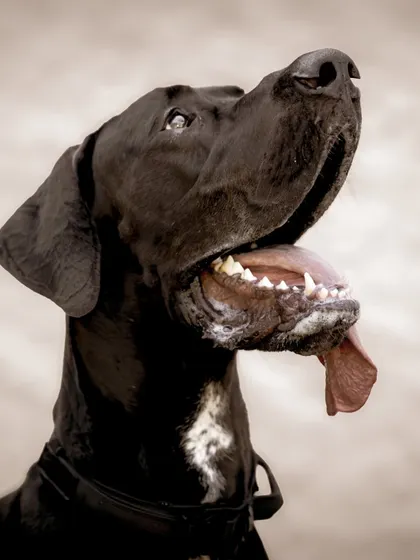 This Great Dane is looking up with pure joy. These close-up shots are full of personality.