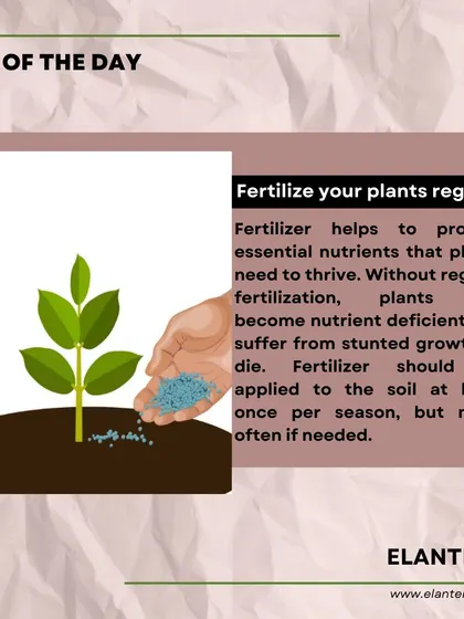 Tip of the day: Fertilizing your plants regularly provides them with the essential nutrients they need to thrive and prevents issues like stunted growth.