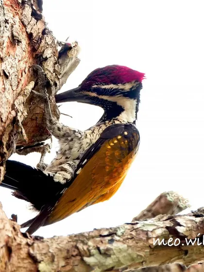 A slightly different angle of the Malabar Flameback, highlighting its powerful beak against the tree. The bright white background makes the bird's striking colors pop.