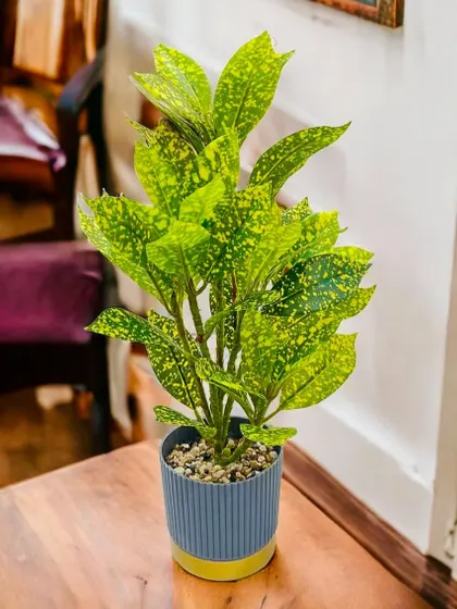 This is an artificial gold dust croton plant, featuring bright green leaves with yellow speckles. It's a cheerful and vibrant option for brightening up a workspace or a reading nook.