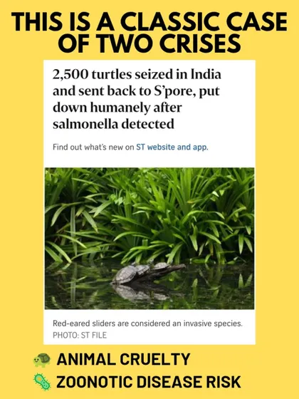 This case highlights two crises: animal cruelty and the risk of zoonotic diseases. The 2,500 turtles seized in India had to be humanely euthanized in Singapore after salmonella was detected, a heartbreaking outcome driven by the demand for exotic pets.