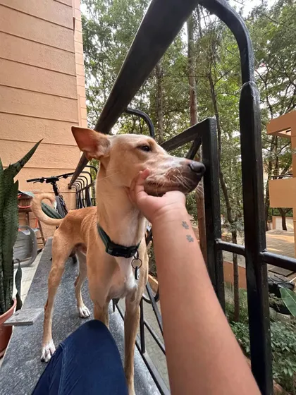 These additional photos showcase the variety of wonderful dogs I have the pleasure of caring for, each with their own unique charm and personality. From playful moments to quiet cuddles, every interaction is special.