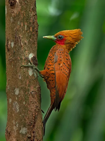 A Chestnut-colored Woodpecker clings to a tree trunk, showcasing the incredible diversity of woodpecker species found in the Neotropics.