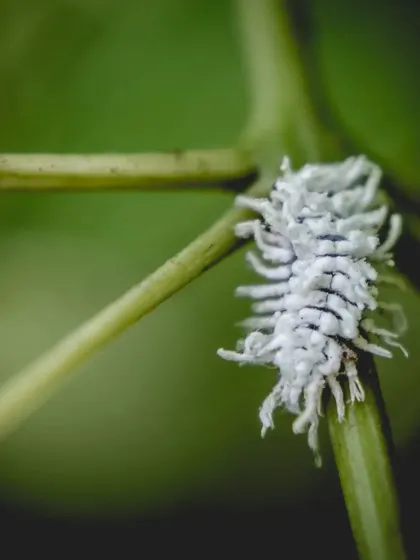 A white mealybug on a green stem. I enjoy finding and photographing all kinds of insects, no matter how small.