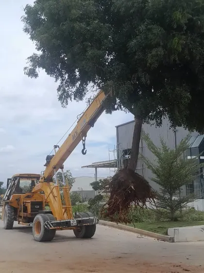 A mature tree is carefully lifted over existing structures at a factory site. My tree moving service ensures that even large industrial properties can benefit from established greenery.