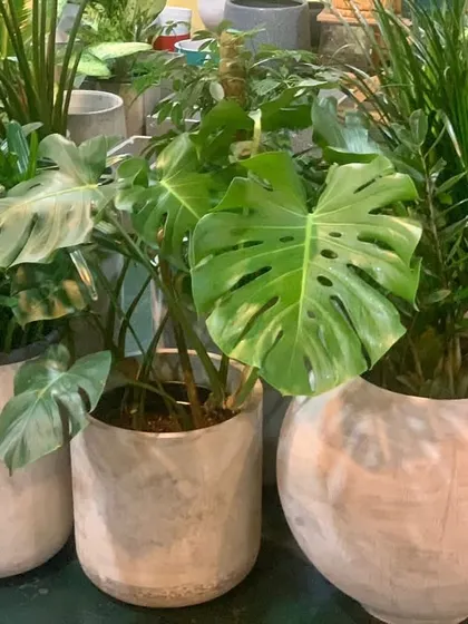A selection of popular indoor plants like Monstera and Dracaena in modern pots, ready for an office or home interior.