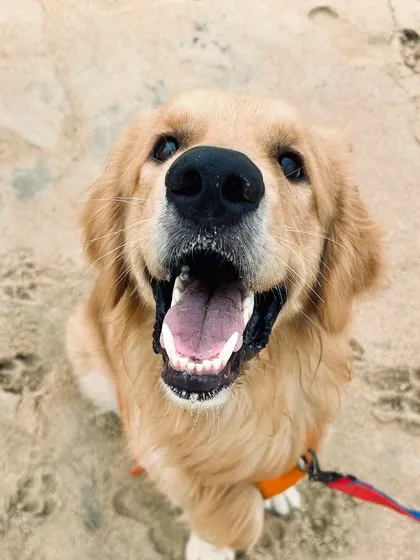 A day at the beach makes for one happy Golden Retriever. For longer pet-sitting assignments, I love taking dogs on special adventures like this, with your permission of course, to keep them mentally stimulated and happy.
