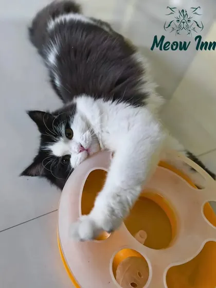 A playful guest gets fully engaged with a puzzle toy. Interactive toys like this are fantastic for mental stimulation and keeping sharp minds busy.