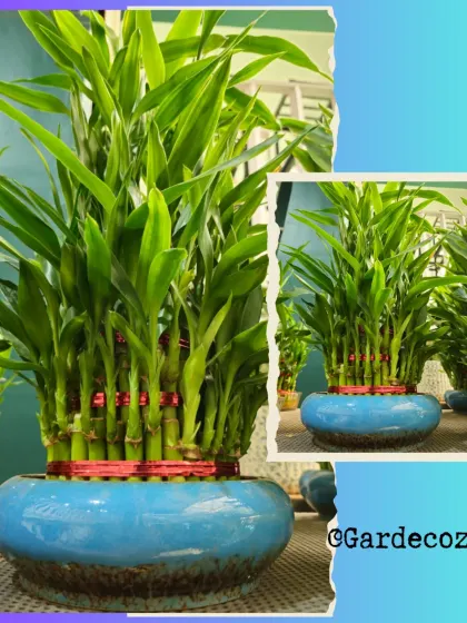 This Lucky Bamboo arrangement is one of my signature offerings. The bright green stalks, carefully arranged in a beautiful blue ceramic pot, bring a sense of calm and good fortune. It's a perfect low-maintenance plant for beginners and thrives in low light, making it ideal for desks and home decor.