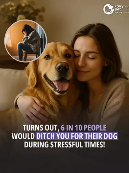 A recent survey shows that 6 in 10 people would turn to their dog over a person during stressful times. I'm not surprised.