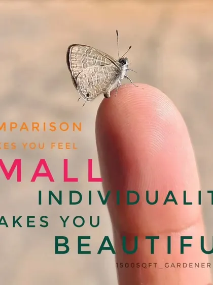 A thought for Monday: Comparison makes you feel small, individuality makes you beautiful. This tiny Grass Blue butterfly is perfect just as it is.