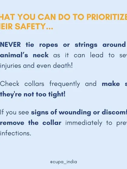 Here is what you can do to prioritize safety. Never use ropes or strings, check collars frequently to ensure they are not too tight, and remove them immediately if you see signs of discomfort.