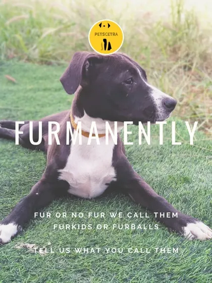 Fur or no fur, I call them all my fur-kids. This lovely dog is relaxing on the grass, showing off a perfect sploot.