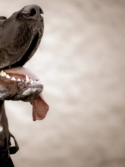 A fun, low-angle shot of a Great Dane's happy, drooly smile.