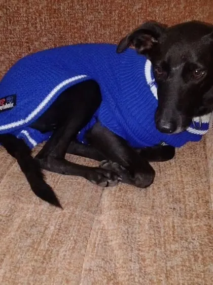 This sweet dog is curled up and cozy in a warm blue sweater. I ensure all pets staying with me are comfortable, whatever the weather.
