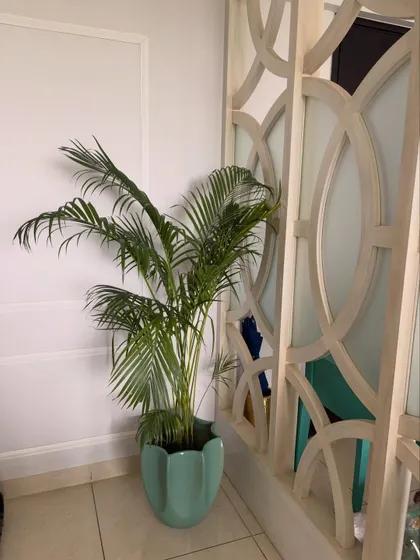 The vibrant green of this Areca Palm contrasts beautifully with the light blue planter and the ornate white room divider. It's a perfect plant for adding a soft, feathery texture to a room.