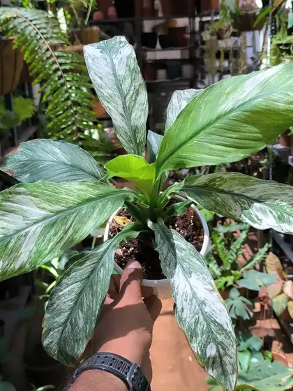 A variegated peace lily, or Spathiphyllum 'Domino'. The splashes of white on the leaves make this classic indoor plant even more special.
