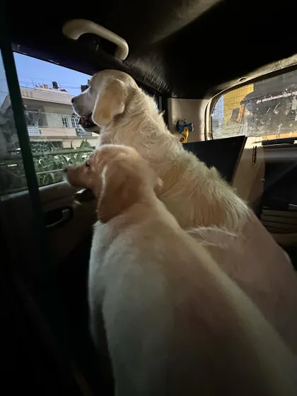 Part of training for travel is getting your dog comfortable in a vehicle. Here, a puppy in my Board & Train program learns to relax and enjoy the ride, watching the world go by.
