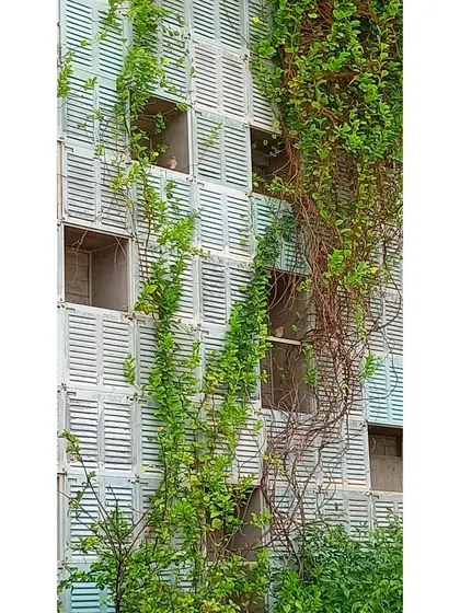 A duplicate of image 100, showing the living wall at Eklavya campus.
