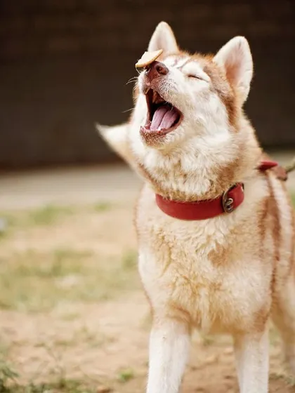 A playful shot of Luna, the adopted Husky, catching a treat. She can do everything any other dog can do, and now she has a family to do it with.