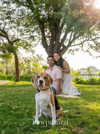 A sun-kissed portrait of June the Beagle with her parents. This session was to commemorate their time in India before moving to Canada, a beautiful milestone for the whole family.