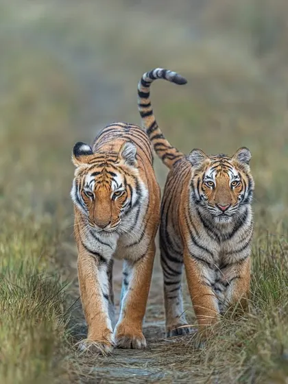 Queen Paarwali and her sub-adult cub emerge from the grasslands in the early morning light. I used a wide aperture of f/2.8 to gather maximum light and create a beautiful bokeh.