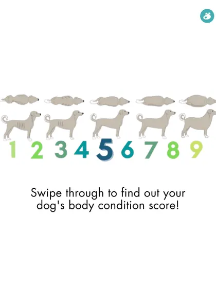 This visual chart shows the Body Condition Score from 1 to 9. Swipe through to compare the illustrations with your own dog's body shape to determine their score.