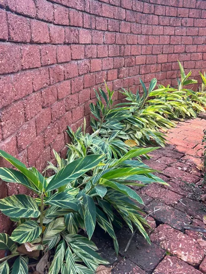 The simple beauty of local materials. In this Alibaug resort, a curved wall built from laterite stone provides a warm, textured backdrop for variegated Alpinia plants, showcasing a palette of red and green.
